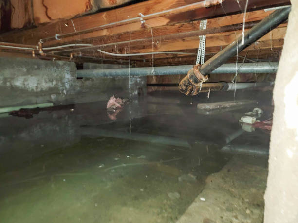 Best Water damage repair service  in Seaford, DE